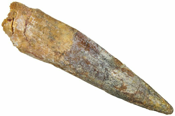 Bargain, Fossil Spinosaurus Tooth - Real Dinosaur Tooth #310849